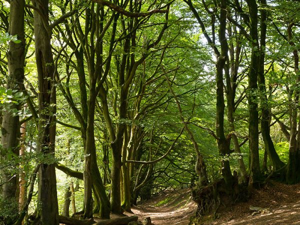 Walking the Quantock Hills from Tilbury Farm